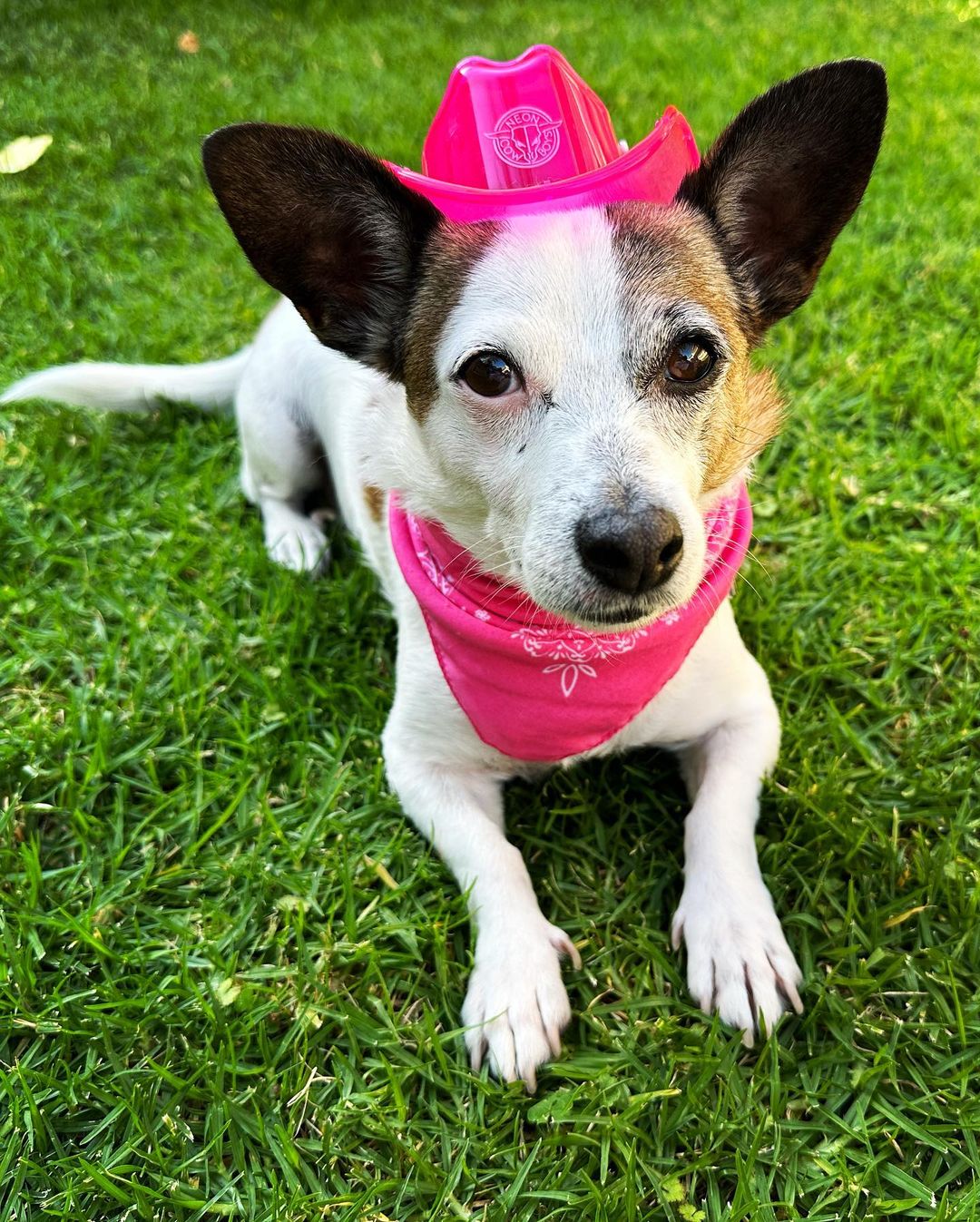 Active Dog LED Fashion: Ultimate Cowboy Hat Guide for Jack Russell Terriers - Neon Cowboys