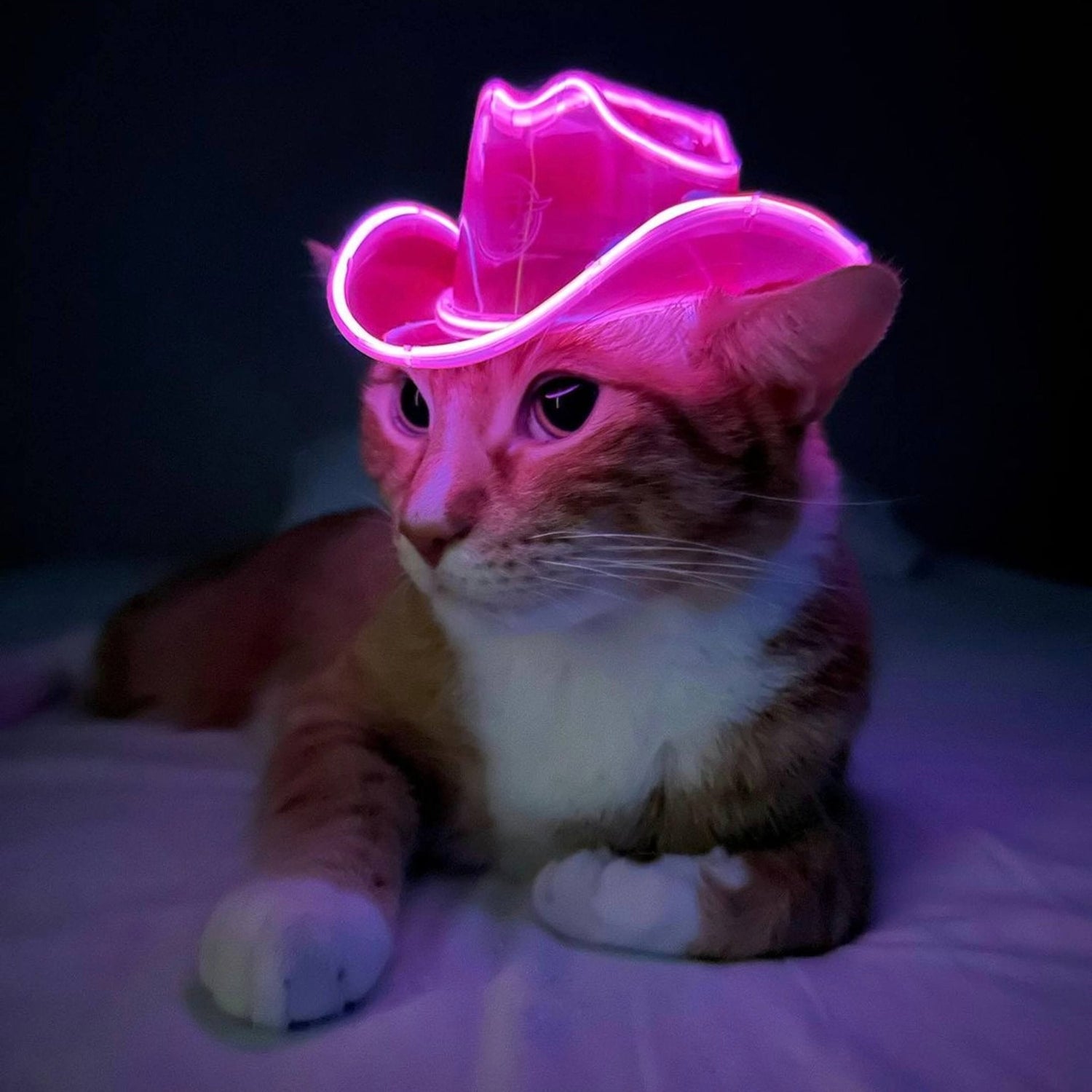 Best light-up cowboy hat for cats, kitties, and furry friends - Neon Cowboys