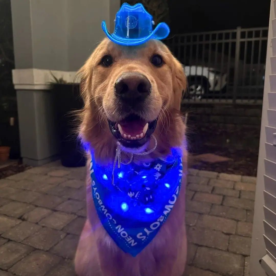 Best Light-Up Cowboy Hats for Labrador Retrievers: Style and Comfort - Neon Cowboys