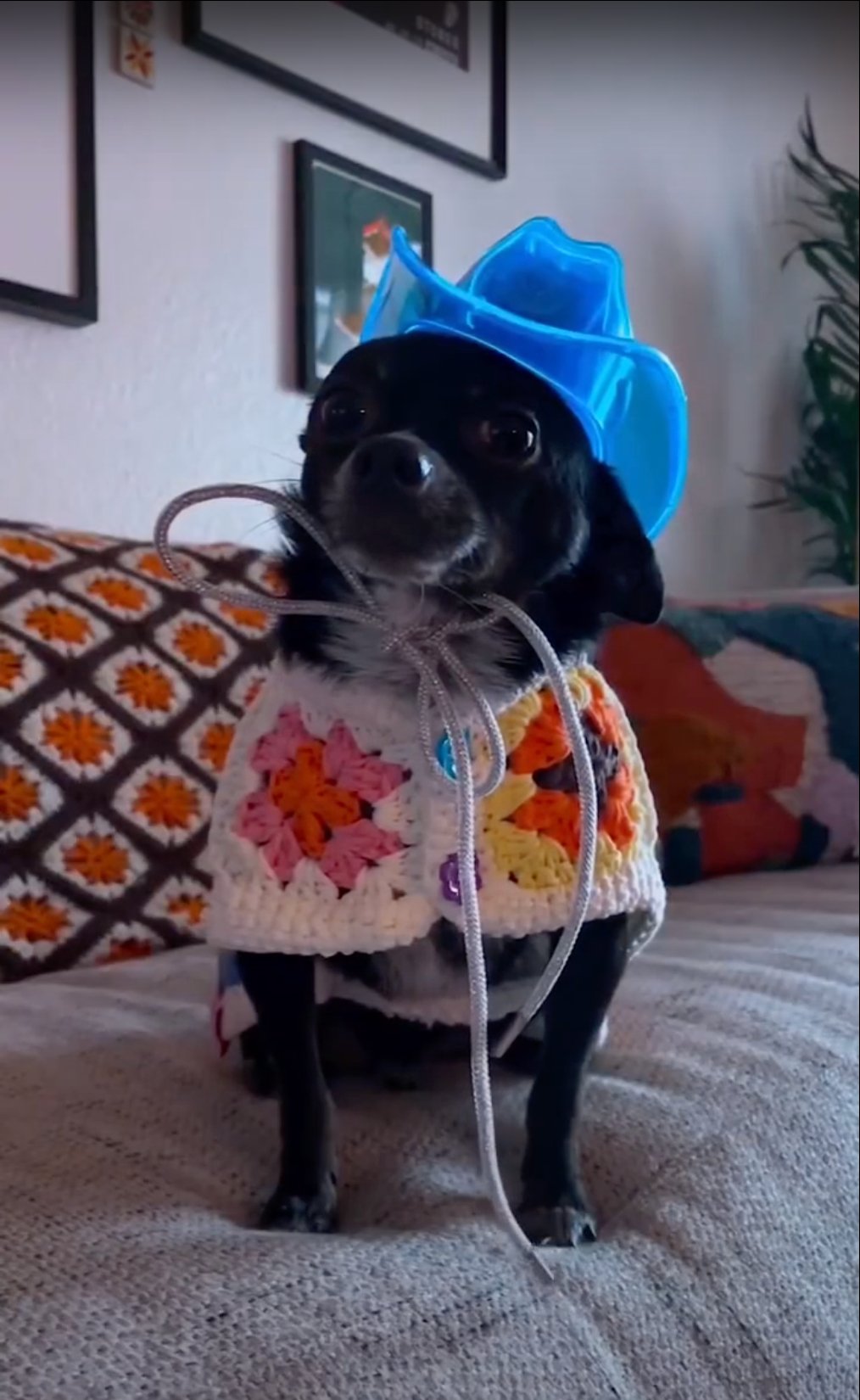 Tiny Light Up Cowboy Hats: Complete Chihuahua LED Fashion Guide - Neon Cowboys