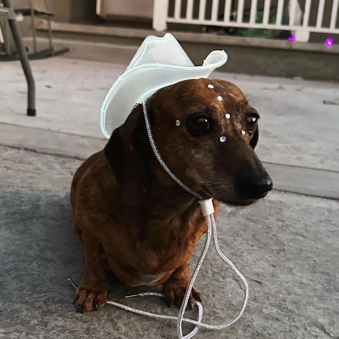 Ultimate Guide: Best LED Cowboy Hat for Dachshunds - Neon Cowboys