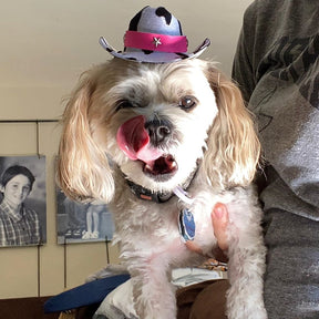 Mini sombrero para mascotas